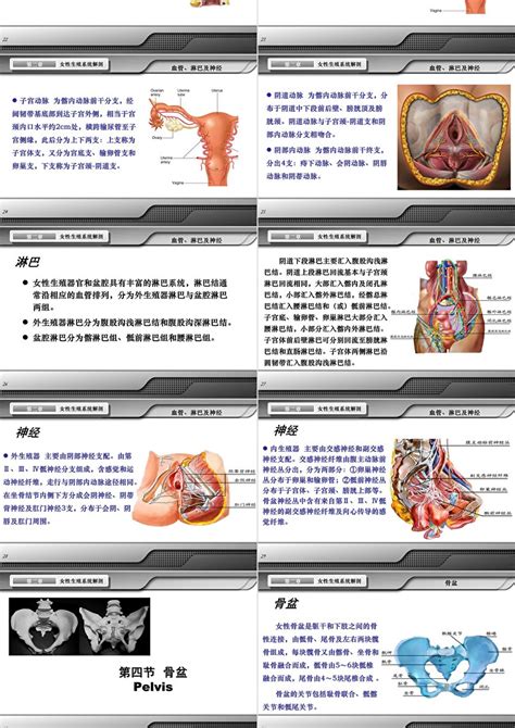 陰女|女性生殖器